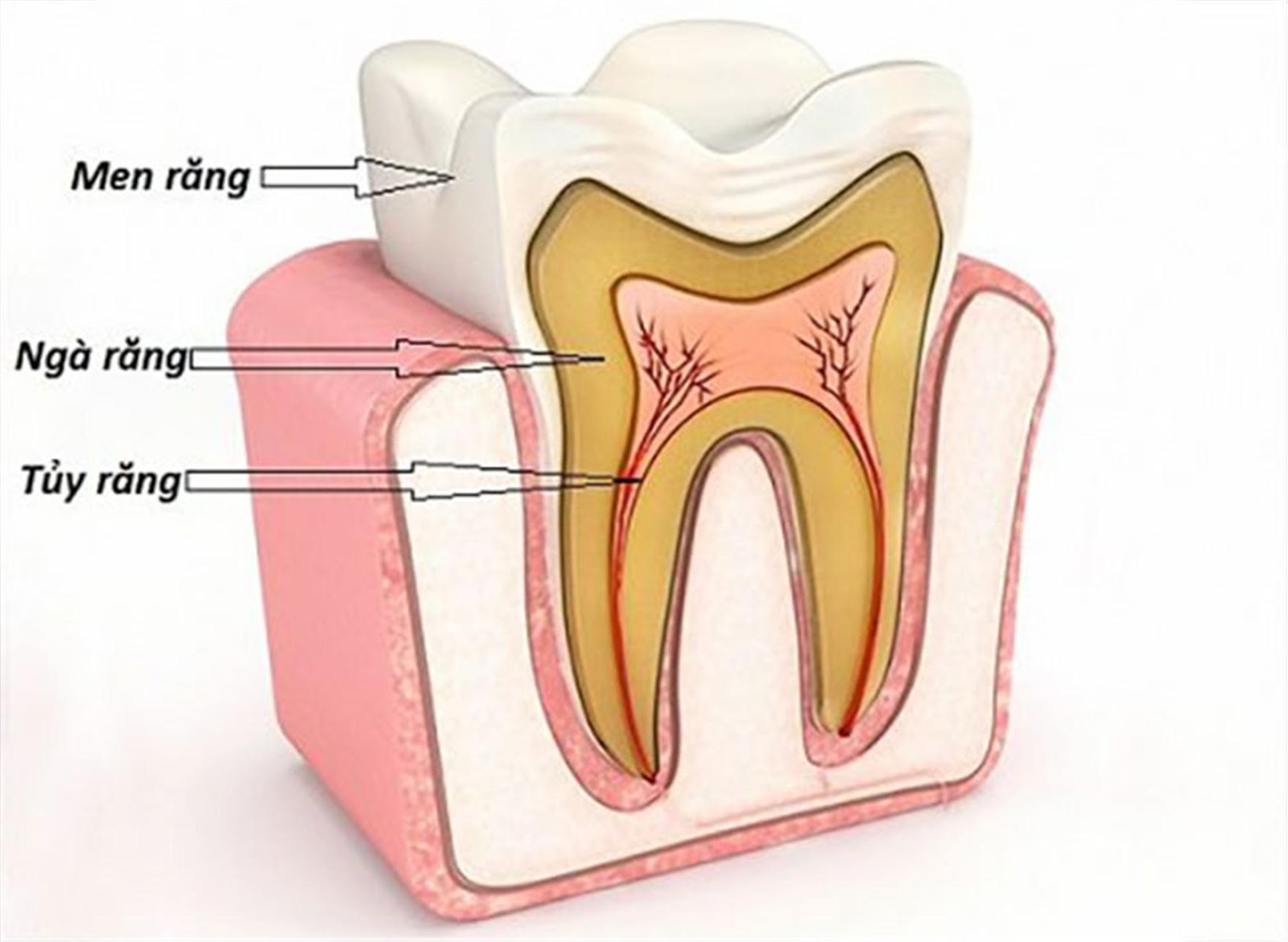 Chữa tuỷ răng mất thời gian bao lâu mới xong?